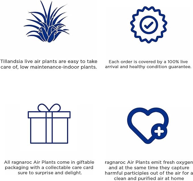 Air Plants Bulk - Tillandsia Ionantha Wholesale Pack, Regular 1-3" - 50ct - Live Arrival Guaranteed - House Plants for Home Decor & Gift