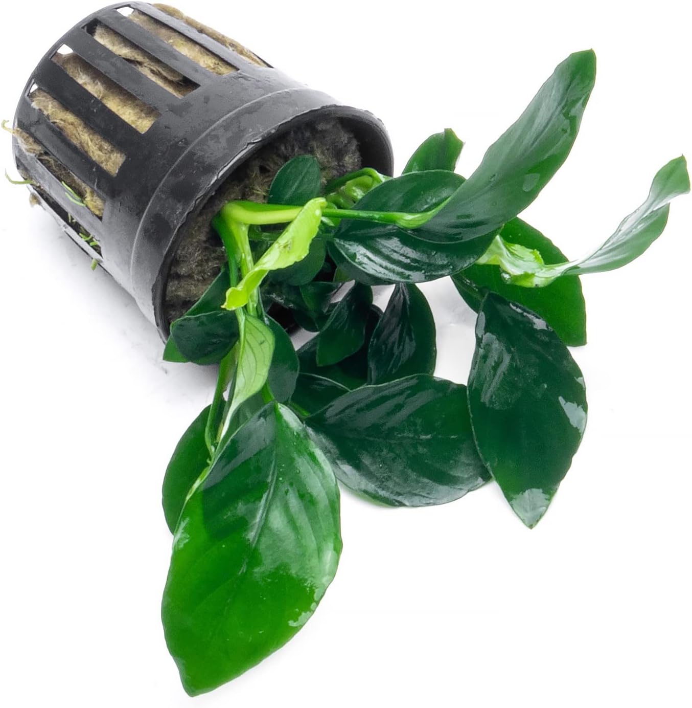 Anubias Live Aquarium Plants - Potted Freshwater Plant for Fish Tanks, Terrariums - Beginner Friendly Low Light (Barteri, 3 Pots)