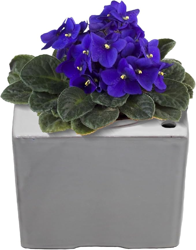 2-Pack Ceramic African Violet Self Watering Pot 6 Inch Square Pot 3.5 Inch Innter Pot Easy Fill Water Reservoir White Blue