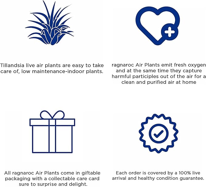 Air Plants - Tillandsia Variety Pack, Regular 1-3" - 6ct - Live Arrival Guaranteed - House Plants for Home Decor & Gift