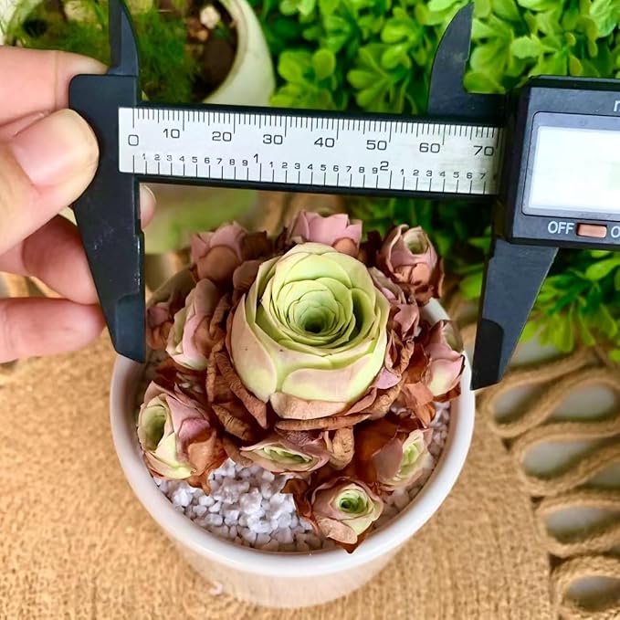 FWPP Live Succulent Plants Echeveria Mountain Rose,Mini 3 Inches Succulents Live House Plants,Bare Root Without Pot Soil,Live Plants Indoor for Gift Party Wedding Garden Baby Shower DIY Decor