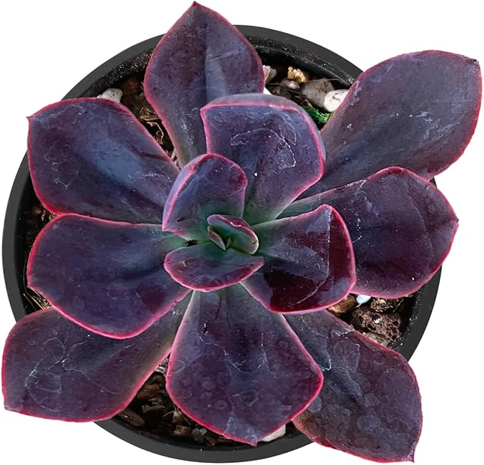 2" Live Succulent 'Echeveria Rob Roy', Succulent Plants Fully Rooted in Pots, Unique House Plant for DIY, Party Favor, Home Office Decoration