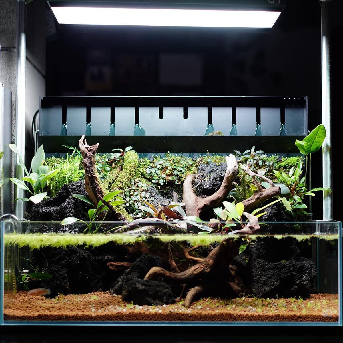 Anubias Live Aquarium Plants - Potted Freshwater Plant for Fish Tanks, Terrariums - Beginner Friendly Low Light (Congensis, 1 Pot)