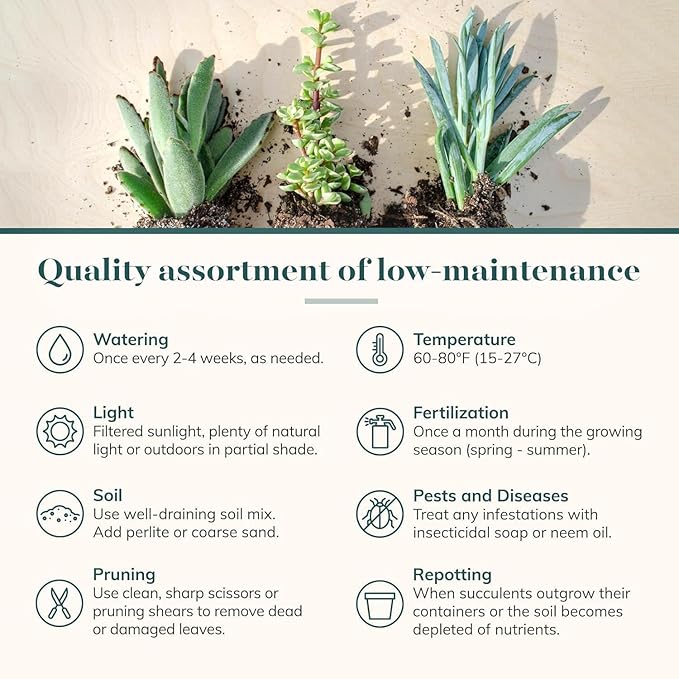 Shop Succulents Colorful Succulent Plant Pack 2" Grow Pot Pack of 64