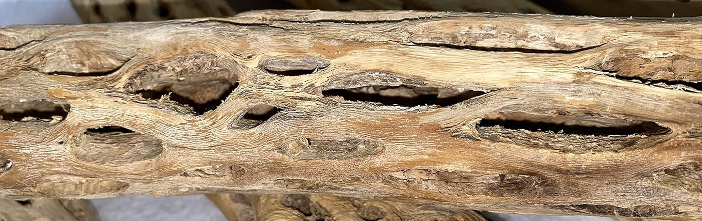 Awesome Aquatic 12 inch 2-3” Thick XL Teddy Bear/Chain Fruit/Buckhorn/Staghorn Cholla Wood Hollow Tube Wood Cactus Skeleton Tubes 12” x 2-3” Thick/Diameter (12 in x 2-3 in Diameter)
