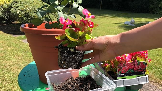 Begonia Potting Mix - Unlock Robust Growth and Enchanting Blossoms with Our High-Performance Formula - 20 Quart