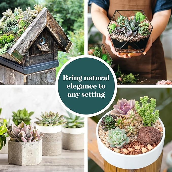 Shop Succulents Collectors Succulent Plant Pack Collection - Live Mini Succulent Plants, Low Maintenance, Colors & Textures - Wedding and Party Favors, Gift & Garden, Pack of 20