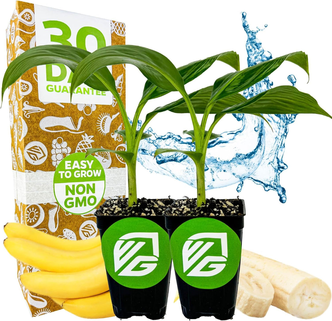 7 Common Gardening Mistakes Beginners Make (And How to Fix Them)