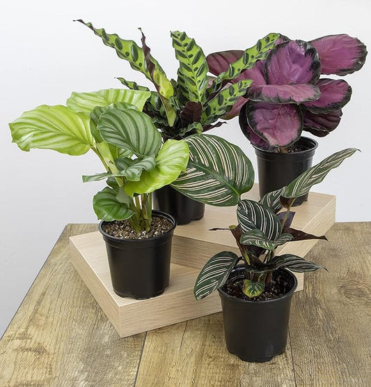 Pet-Friendly & Kid-Friendly Plants for a Safe Home Garden