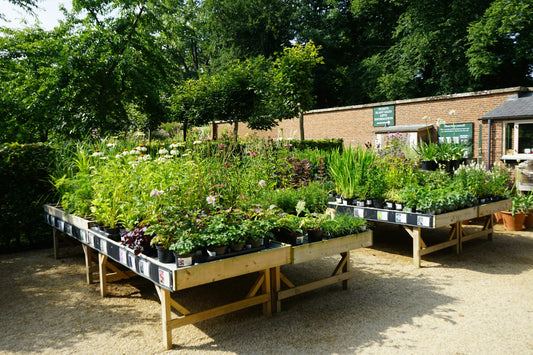 Eco-Friendly Gardening: 7 Ways to Make Your Garden More Sustainable
