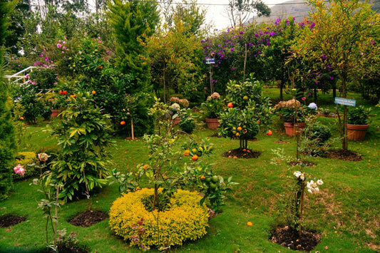 How to Start a Small Home Garden: A Step-by-Step Beginner’s Guide