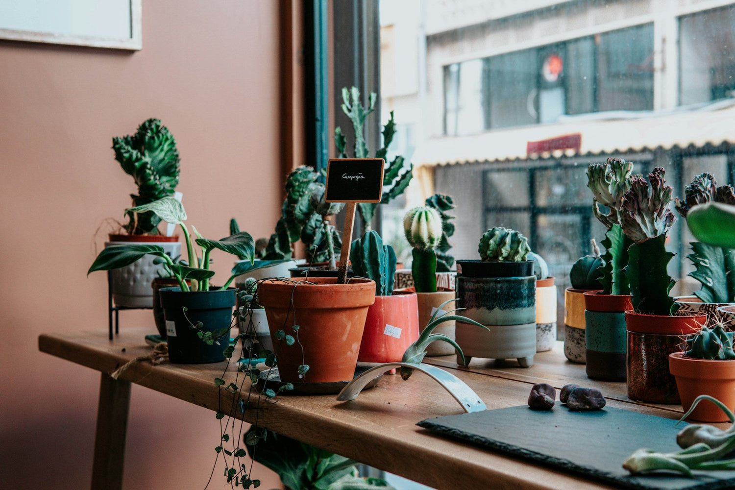 Plant Pots & Containers