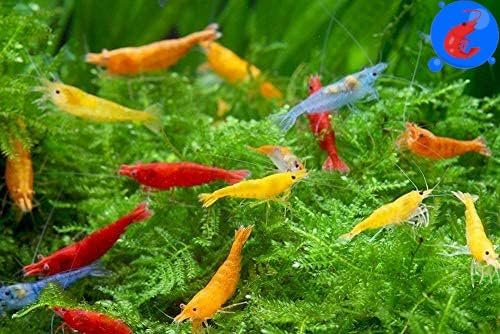 Generic Shrimp Up Aquatics™ 20+ Mixed Color Neocaridina Shrimp Live Freshwater Aquarium Inverts Live Arrival! Mixed