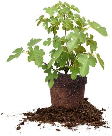 Black Mission 1 Gallon