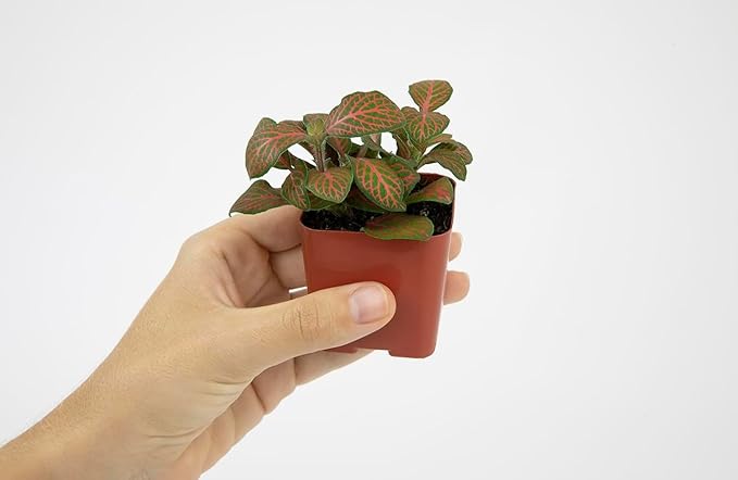 Altman Plants Live Houseplants (12PK), Indoor Plants for Delivery Prime, Live Plants and Gardening Gifts for Plant Lovers, Planters for Indoor Plants with Potting Soil, Live House Plants Indoors Live