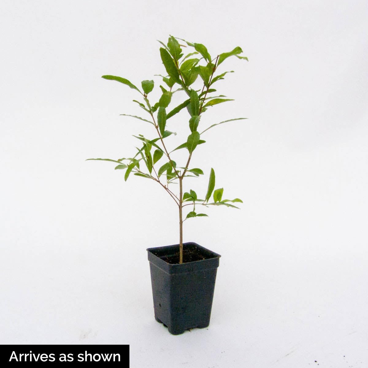 GURNEY'S - Dwarf Pomegranate Starter Fruit Tree, Grown in a 4 inch Pot, 1 Plant per Offer