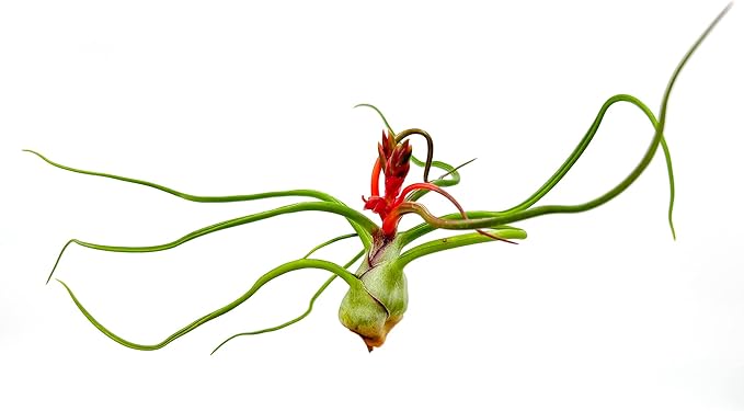 Air Plants - Flowering Tillandsia Bulbosa Belize, Giant 7-9" - 3ct - Live Arrival Guaranteed - House Plants for Home Decor & Gift