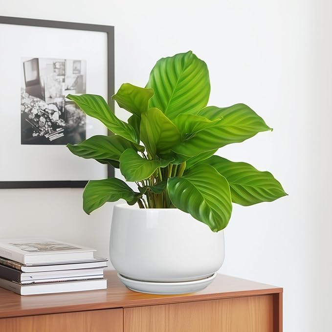 G EPGardening Ceramic Pots for Plants - 7 Inch Planter for Indoor Plants, Round Flower Pots with Drainage and Saucer, Modern Outdoor Planter, Garden Decor, Home Gifts, White