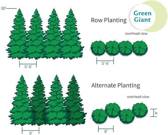 Brighter Blooms - Thuja Green Giant, 1-2 Feet - Live Plant - No Shipping to AK, AZ, HI, OR