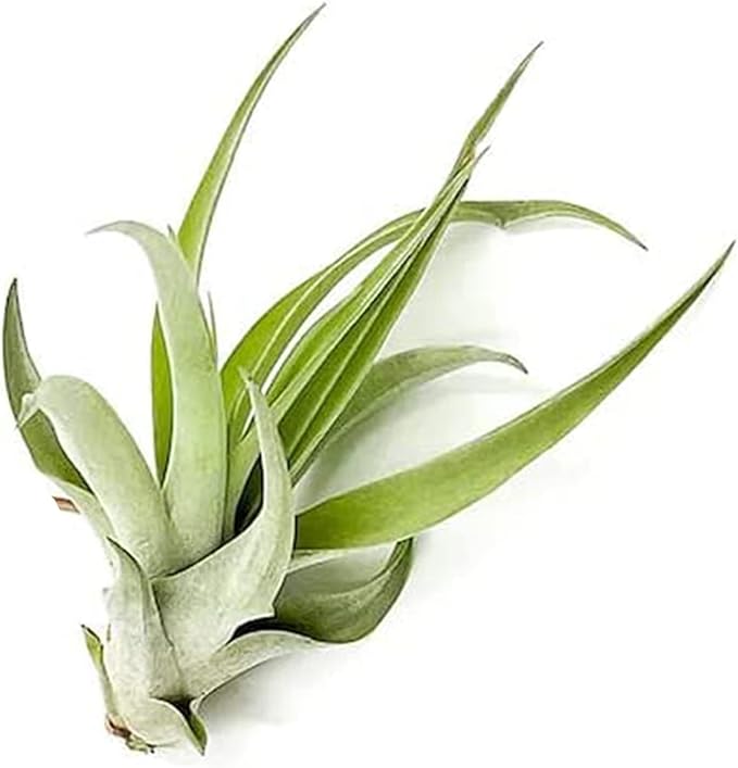Air Plants - Tillandsia Capitata (Peach), Large 5-7” - 1 ct - Live Arrival Guaranteed - House Plants for Home Decor & Gift