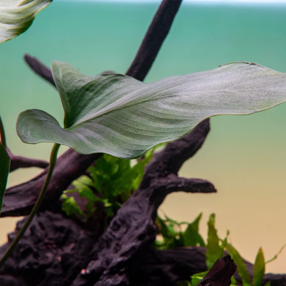 Anubias Live Aquarium Plants - Potted Freshwater Plant for Fish Tanks, Terrariums - Beginner Friendly Low Light (Hastifolia, 1 Pot)