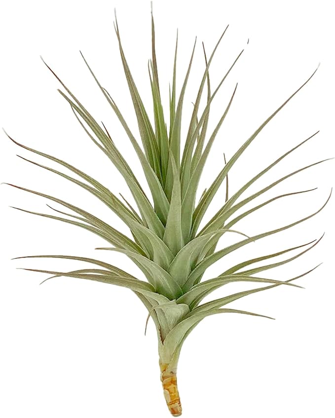Air Plants - Flowering Tillandsia Lilla Lilac, Large 5" - 1ct - Live Arrival Gauranteed - House Plants for Home Decor & Gift