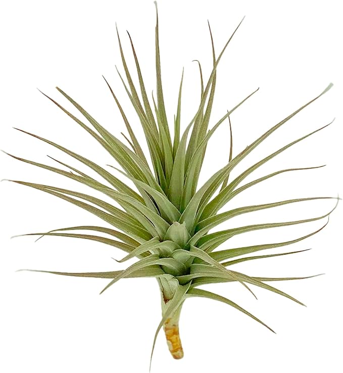 Air Plants - Flowering Tillandsia Lilla Lilac, Large 5" - 3ct - Live Arrival Guaranteed - House Plants for Home Decor & Gift