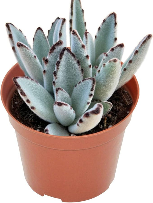 4-inch Succulent Panda Plant, Live Succulents Plants Fully Rooted in Pots with Soil, Easy-Care House Plants for DIY, Home Office Decoration