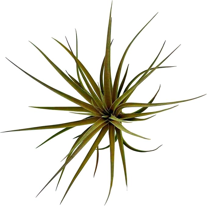 Air Plants - Flowering Tillandsia Stricta Large 5" - 5ct - Live Arrival Guaranteed - House Plants for Home Decor & Gift