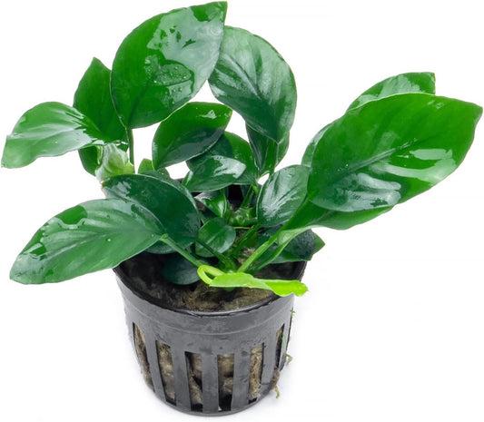 Anubias Live Aquarium Plants - Potted Freshwater Plant for Fish Tanks, Terrariums - Beginner Friendly Low Light (Barteri, 1 Pot)