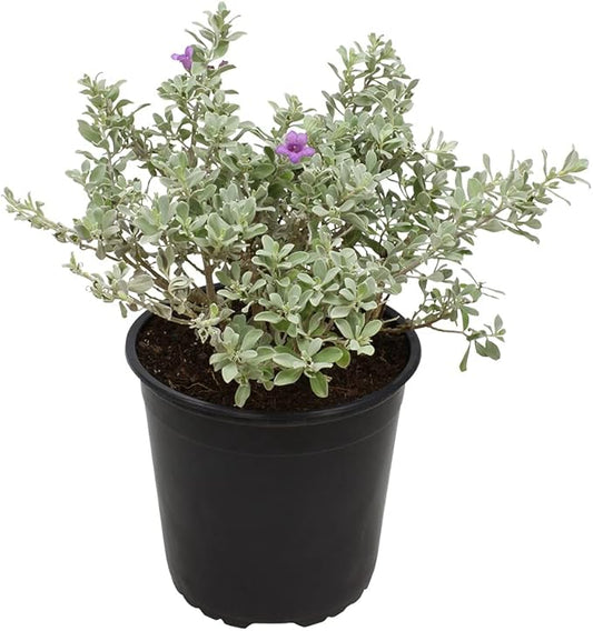 1G Silverado Sage Plant, Shrubs Live in Planters for Outdoor Plants Live, Live Plants Gardening Gifts, Live Plant Front Porch Decor, Sage Plants Edging for Landscaping, Garden Decor By Plants for Pets
