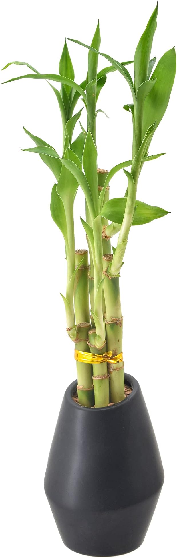 Arcadia Garden Products 5-Stem Lucky Bamboo, Live Indoor Plant in Dimension II Ceramic Planter for Home, Work, or Gift, Black ***Cannot Ship to Hawaii***