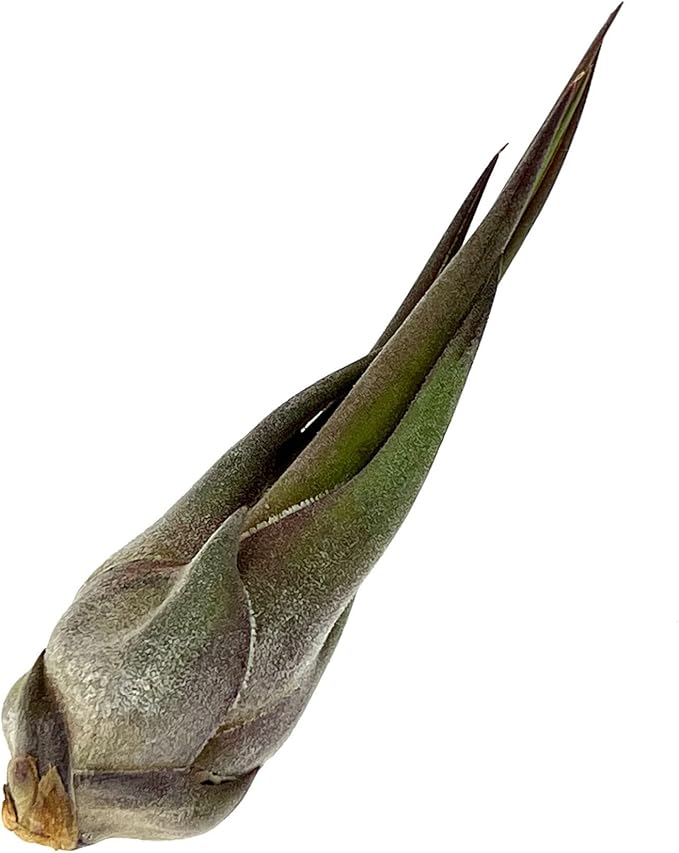 Air Plants - Tillandsia Seleriana, Large 4-6" - 1ct - Live Arrival Guaranteed - House Plants for Home Decor & Gift