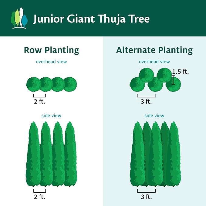 Brighter Blooms - Junior Giant Thuja Tree, 2-3 ft. - No Shipping to AZ