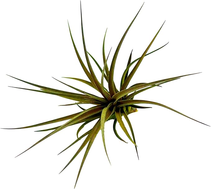 Air Plants - Flowering Tillandsia Stricta Large 5" - 1ct - Live Arrival Guaranteed - House Plants for Home Decor & Gift