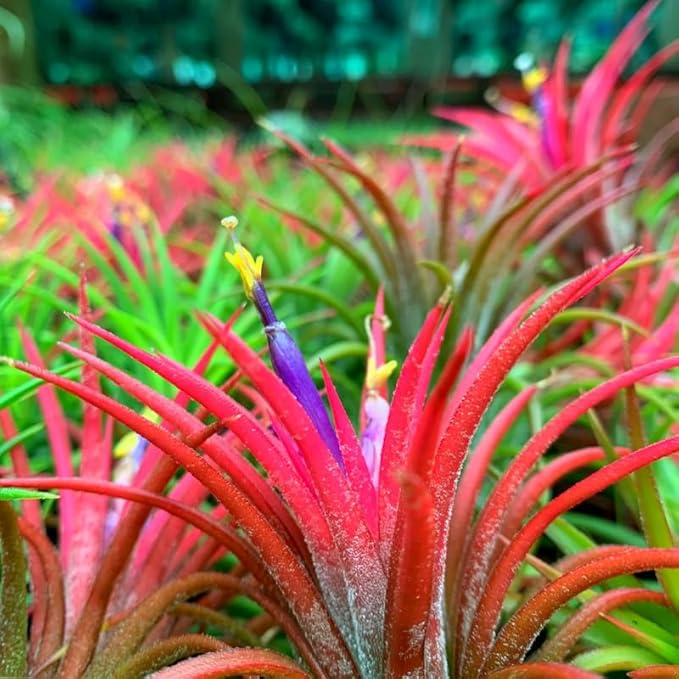 8 Air Plants, Tillandsia Air Plants Live Houseplants for Garden, Red Lonantha Tillandsia Plant, Air Plant
