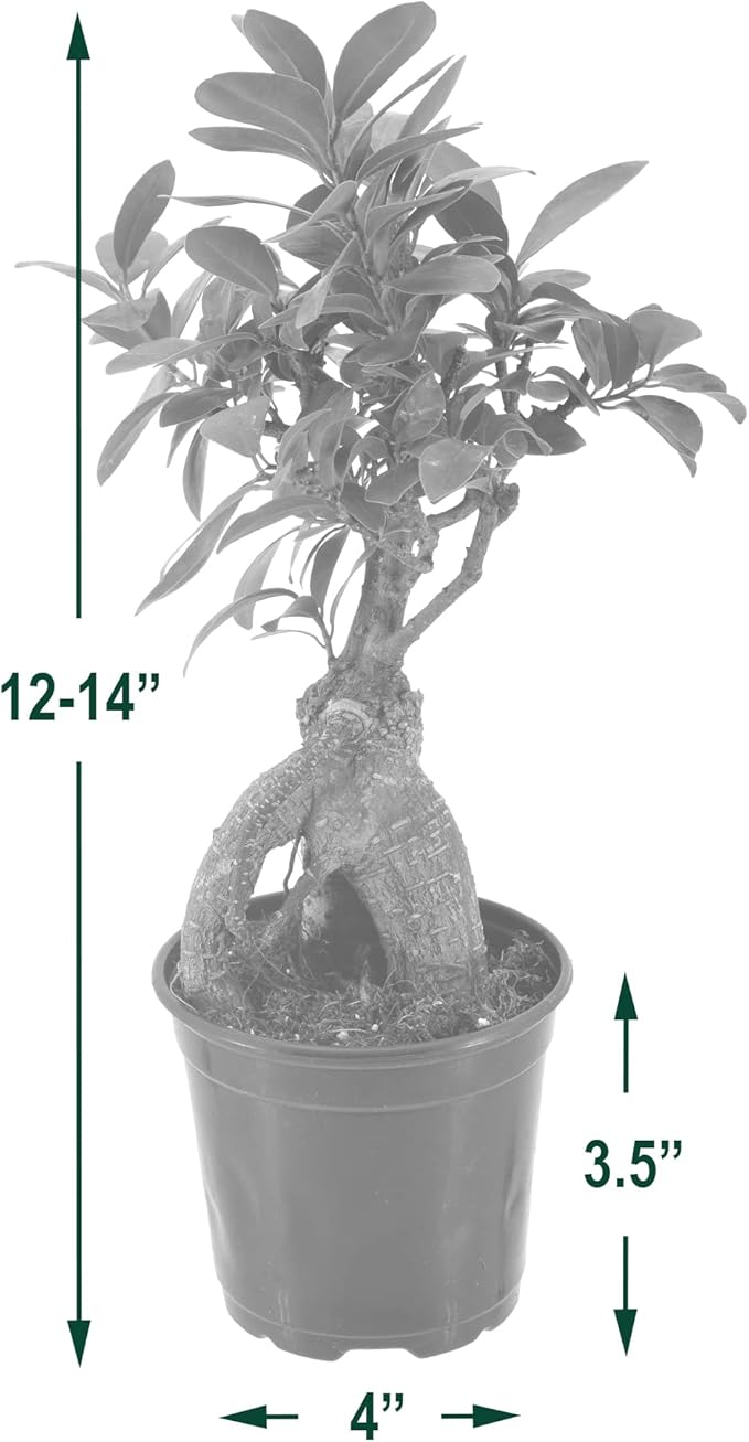Arcadia Garden Products LV61 Ginseng Ficus Live Indoor Bonsai Plant in 4 in. Plastic Grower Pot, Green, **Sold by Amazon and Arcadia Garden Products**