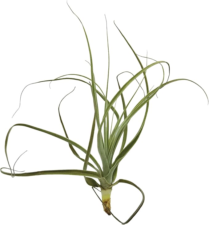 Air Plants - Tillandsia Straminea Jumbo 6-9" - 2ct - Live Arrival Guaranteed - House Plants for Home Decor & Gift