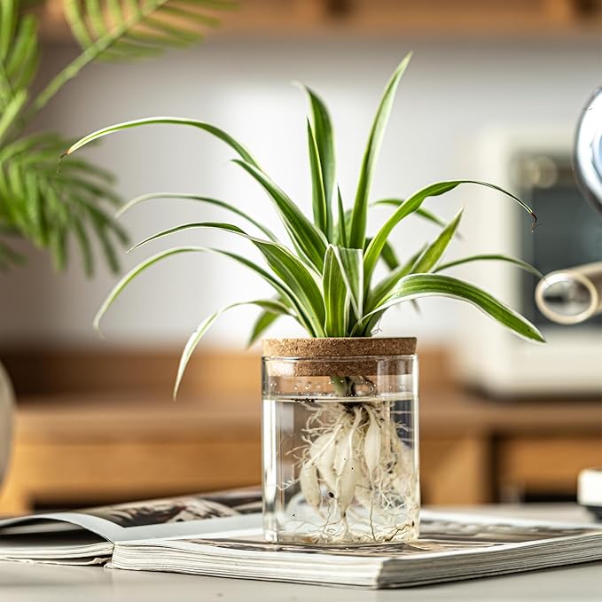 Glass Plant Propagation Stations for Plants – Set of 4(6 Large & 6 Small) Hydroponic Vases for Plant Cuttings,Flower Arrangements, Home & Office Decor–Desktop Vases for Living Room, Bedroom (12)