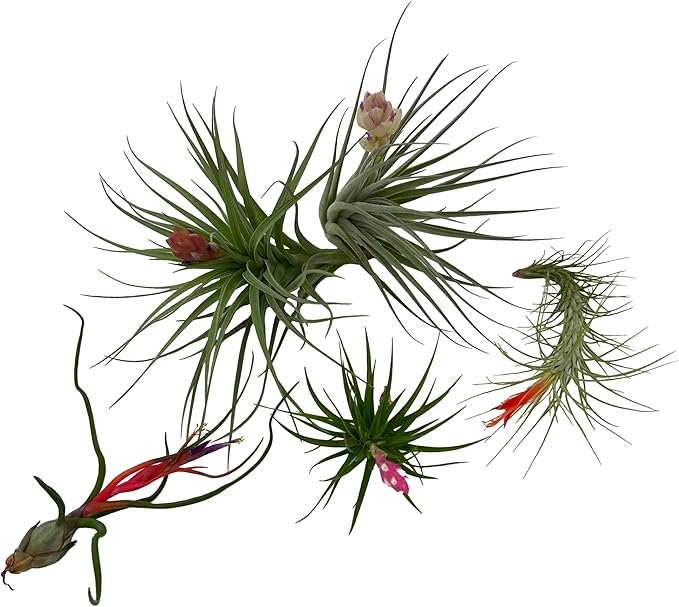 Air Plants - Elsker Gift Box - Large 4" - 5ct - Live Arrival Guaranteed - House Plants for Home Decor & Gift