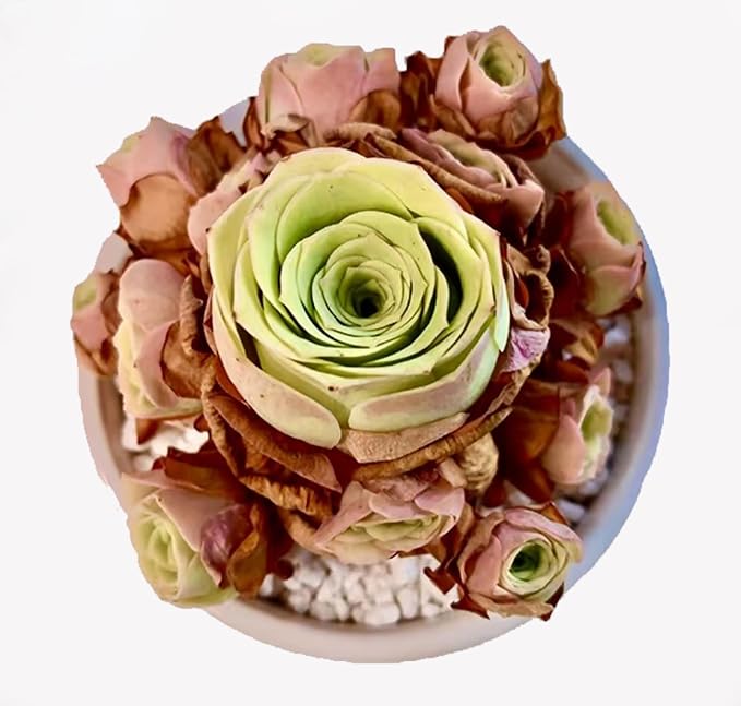 FWPP Live Succulent Plants Echeveria Mountain Rose,Mini 3 Inches Succulents Live House Plants,Bare Root Without Pot Soil,Live Plants Indoor for Gift Party Wedding Garden Baby Shower DIY Decor