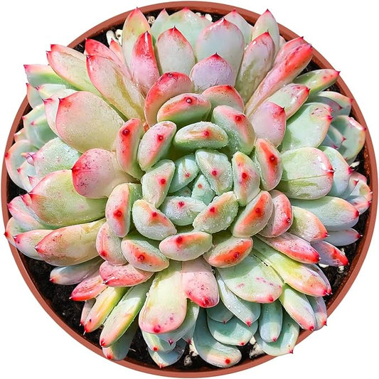 4-inch Succulent Echeveria 'Biante', Live Succulents Plants Fully Rooted in Pots with Soil, Easy-Care House Plants for DIY, Home Office Decoration