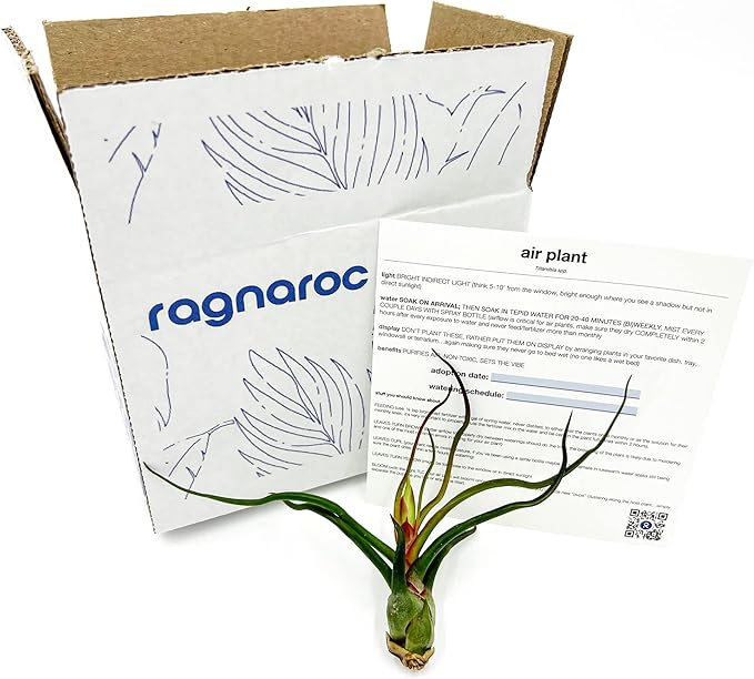 Air Plants - Flowering Tillandsia Bulbosa Guatemala, Large 3-5" - 1ct - Live Arrival Guaranteed - House Plants for Home Decor & Gift