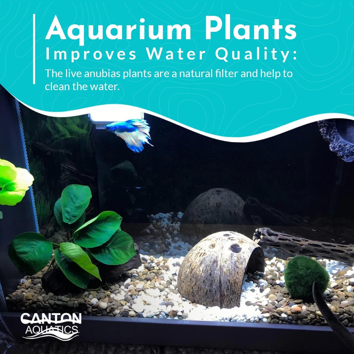 Aquarium Anubias Barteri Nana Golden - Absorb Excess Pollutants & Nitrates - All Natural & Organic Fish Resting Spots - Golden Yellow Aquatic Plants - Small
