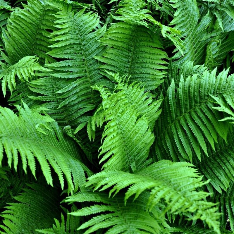 10 Lady Ferns Bare Roots, Ferns Live Plants Outdoor Indoor Planting, 4 to 6 Inc Tall Bare Roots