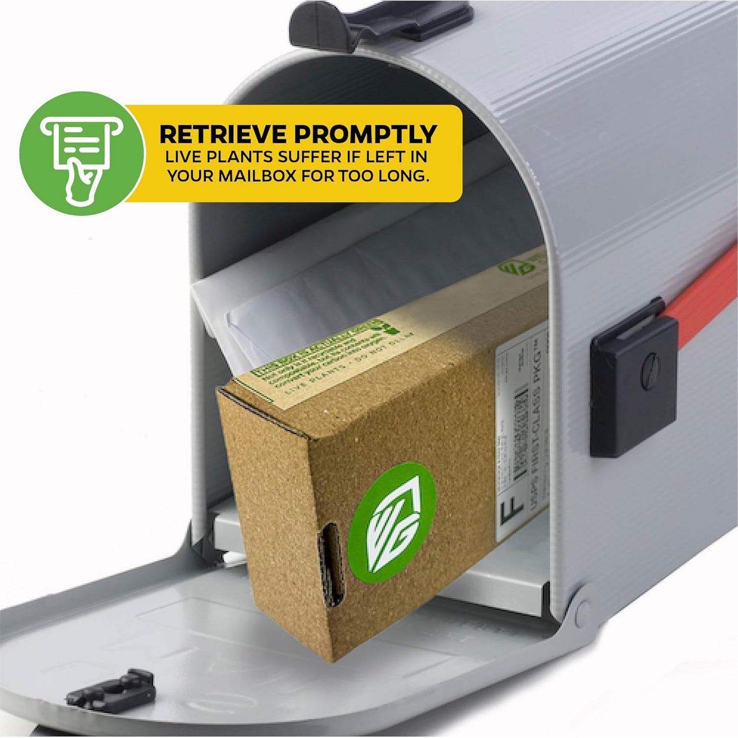 Beer's Black Fig Tree (Dwarf Habit) Live Plant - Ficus carica 'Beer's Black' - Wellspring Gardens - Cold-Hardy Fig, Dwarf Fig Tree, Compact Fig Plant - Fruit Bearing Starter Tree