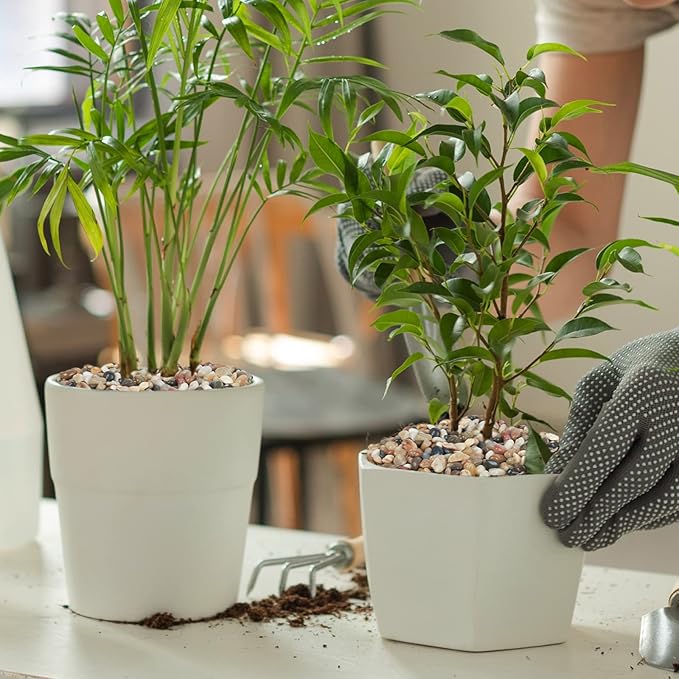 GASPRO 5 Pound Pebbles for Indoor Plants, 3/8 Inch Decorative Rocks for Vase, Succulents, Highly Polished, Mixed Color