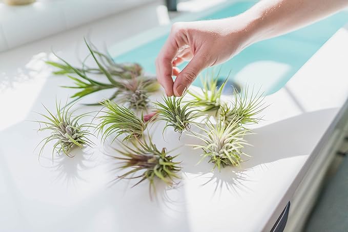 24 Pack Air Plants Assorted Tillandsia Ionantha - Live Succulent House Plants - Available in Wholesale and Bulk - Home and Garden Decor - Easy Care Indoor and Outdoor Plants