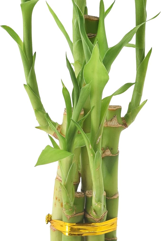 Arcadia Garden Products 5-Stem Lucky Bamboo, Live Indoor Plant in Contour II Ceramic Planter for Home, Work, or Gift, Black ***Cannot Ship to Hawaii***