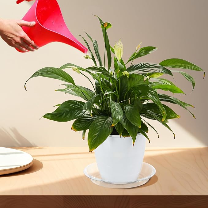 BORPEIN Plant Saucer (6,8,10inch, 18 Pack) Clear Plastic Plant Trays for Pots Indoors Outdoors,Thicker Flower Pot Saucers, Plant Plate to Catch Water